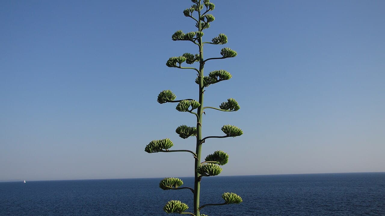 Malo Zaraće Beach